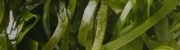 すき昆布